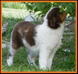 blue eyed red merle miniature australian shepherd male pup
Ghost Eye Mini Aussies