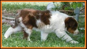 blue eyed red merle miniature australian shepherd male pup
Ghost Eye Mini Aussies