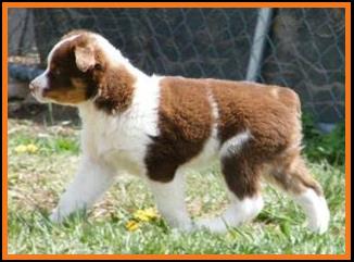 blue eyed red merle miniature australian shepherd male pup
Ghost Eye Mini Aussies