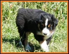 past pup black tri pic6