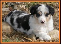 blue merle miniature australian shepherd female pup-blue eyes
Ghost Eye Mini Aussie