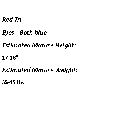 Text Box: Red Tri-  Eyes– Both blueEstimated Mature Height:17-18”Estimated Mature Weight:35-45 lbs