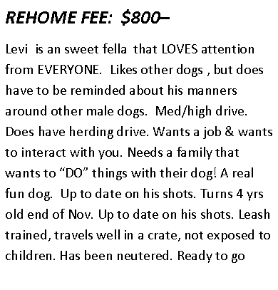 Text Box: REHOME FEE:  $800– Levi  is an sweet fella  that LOVES attention from EVERYONE.  Likes other dogs , but does have to be reminded about his manners around other male dogs.  Med/high drive. Does have herding drive. Wants a job & wants to interact with you. Needs a family that wants to “DO” things with their dog! A real fun dog.  Up to date on his shots. Turns 4 yrs old end of Nov. Up to date on his shots. Leash trained, travels well in a crate, not exposed to children. Has been neutered. Ready to go 