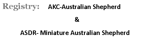 Text Box: Registry:    AKC-Australian Shepherd 				& 	ASDR- Miniature Australian Shepherd