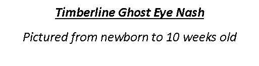 Text Box: Timberline Ghost Eye NashPictured from newborn to 10 weeks old