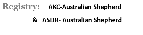 Text Box: Registry:    AKC-Australian Shepherd                    &   ASDR- Australian Shepherd