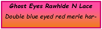 Text Box: Ghost Eyes Rawhide N LaceDouble blue eyed red merle har
