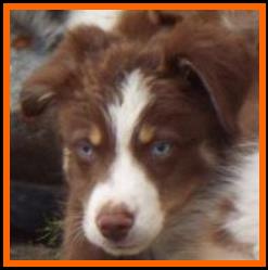 bet red tri mini aussie-Faith Farms Ghost Eye's Inzanely Blue-11 weeks old- packetranch.com