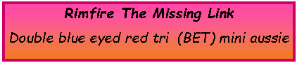 Text Box: Rimfire The Missing LinkDouble blue eyed red tri  (BET) mini aussie