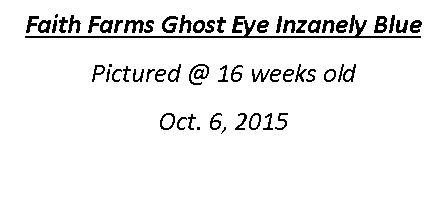 Text Box: Faith Farms Ghost Eye Inzanely BluePictured @ 16 weeks oldOct. 6, 2015