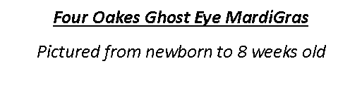 Text Box: Four Oakes Ghost Eye MardiGrasPictured from newborn to 8 weeks old