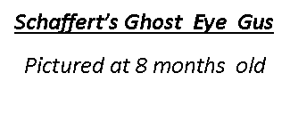 Text Box: Schaffert’s Ghost  Eye  Gus Pictured at 8 months  old