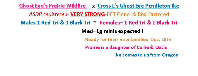 Text Box: Ghost Eye�s Prairie Wildfire     x  Cross L�s Ghost Eye Pendleton Ike                  ASDR registered- VERY STRONG-BET Gene  & Red Factored                                                 Males-1 Red Tri & 1 Black Tri  ~   Females� 1 Red Tri & 1 Black Tri                                     	         Med� Lg minis expected ! &nbsp;                                                                           		Ready for their new families  Dec. 15th      			Prairie is a daughter of Callie & Oatis 					Ike comes to us from Oregon