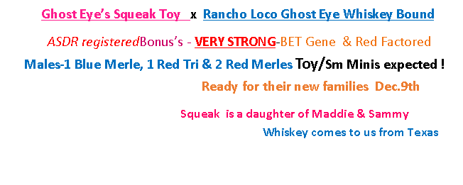 Text Box: Ghost Eye�s Squeak Toy   x  Rancho Loco Ghost Eye Whiskey Bound&nbsp;ASDR registeredBonus�s - VERY STRONG-BET Gene  & Red Factored                     Males-1 Blue Merle, 1 Red Tri & 2 Red Merles Toy/Sm Minis expected ! &nbsp;	  Ready for their new families  Dec.9th	Squeak  is a daughter of Maddie & Sammy  				Whiskey comes to us from Texas