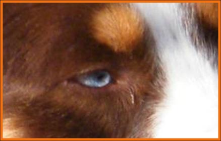 Wil's eyes