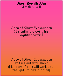 Text Box: Ghost Eye MaddenJessie x WilVideo of Ghost Eye Madden11 months old doing his Agility practiceVideo of Ghost Eye Madden1st time out with sheep!(Not sure if this will work , but thought Id give it a try!)
