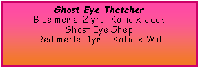 Text Box: Ghost Eye ThatcherBlue merle-2 yrs- Katie x JackGhost Eye ShepRed merle- 1yr  - Katie x Wil
