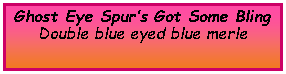 Text Box: Ghost Eye Spur�s Got Some BlingDouble blue eyed blue merle