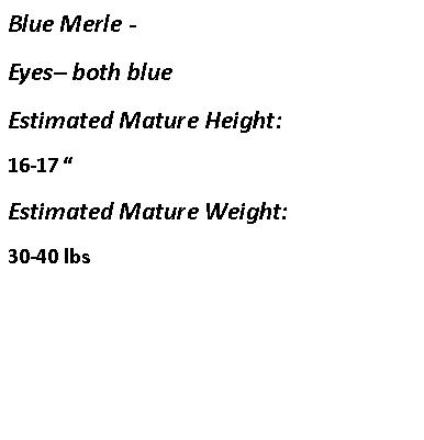 Text Box: Blue Merle -  Eyes– both blueEstimated Mature Height:16-17 “Estimated Mature Weight:30-40 lbs