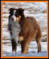 Schaffert's Ghost Eye Wil
double blue eyed red tri male