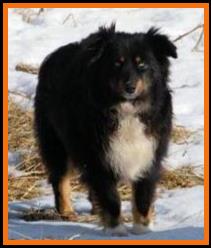 Peace Creek Ghost Eye Jack
Double blue eyed black tri male