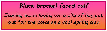 Text Box: Black brockel faced calfStaying warm laying on  a pile of hay put out for the cows on a cool spring day