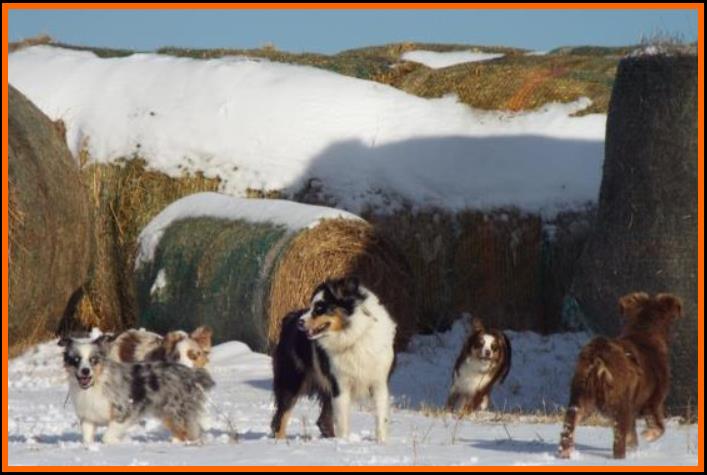 Mini & Toy aussie dogs enjoying the first snow fall of the season @ packetranch.com- Canada