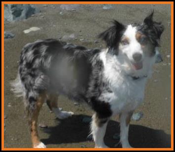 Rimfire Katie at her new home in Nova Scotia
Ghost Eye Mini Aussies- Sask., Canada