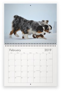 2019 Australian Shepherd Calendar- featuring Toy, Mini & Standard Aussies- Packetranch.com
