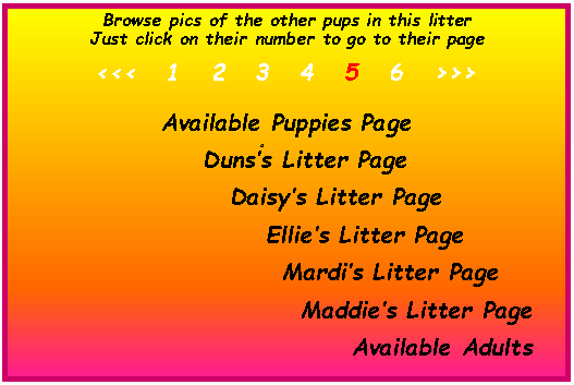 Text Box: Browse pics of the other pups in this litterJust click on their number to go to their page <<<   1   2   3   4   5   6   >>> Available Puppies Page  d	    Dunss Litter Page          Daisys Litter Page			Ellies Litter Page 				Mardis Litter Page 					Maddies Litter Page                  						Available Adults