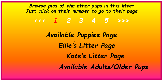 Text Box: Browse pics of the other pups in this litterJust click on their number to go to their page <<<   1   2   3   4   5   >>> Available Puppies Page  d	    Ellie’s Litter Page          Kate’s Litter Page                 		                     Available Adults/Older Pups