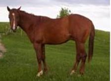 PM remago's borrego