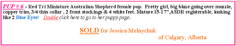 Text Box: PUP # 6 - Red Tri Miniature Australian Shepherd female pup.  Pretty girl, big blaze going over muzzle, copper trim, 3/4 thin collar , 2 front stockings & 4 white feet. Mature 15-17",ASDR registerable, looking like 2 Blue Eyes!  Double click here to go to her puppy page.         SOLD for Jessica Melnychuk							of Calgary, Alberta