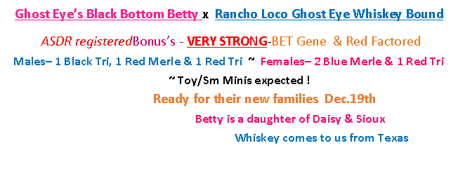 Text Box: Ghost Eye�s Black Bottom Betty x  Rancho Loco Ghost Eye Whiskey Bound&nbsp;ASDR registeredBonus�s - VERY STRONG-BET Gene  & Red Factored                     Males� 1 Black Tri, 1 Red Merle & 1 Red Tri  ~  Females� 2 Blue Merle & 1 Red Tri 			 ~ Toy/Sm Minis expected ! &nbsp;		    		Ready for their new families  Dec.19th  				Betty is a daughter of Daisy & Sioux    				Whiskey comes to us from Texas