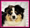 Ghost Eye Hidden Gem-Heidi-Blue Eyed Blue Merle Miniature Australian Shepherd-ASDR-Ghost Eye Mini Aussies-packetranch.com-Sask., Canada