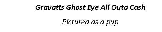 Text Box: Gravatts Ghost Eye All Outa CashPictured as a pup