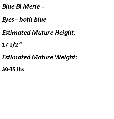 Text Box: Blue Bi Merle -  Eyes– both blueEstimated Mature Height:17 1/2 “Estimated Mature Weight:30-35 lbs