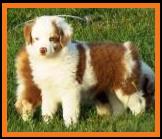 blue eyed red merle miniature australian shepherd- 7 weeks old
Ghost Eye Mini Aussies- Sask., Canada