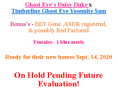 Text Box: Ghost Eyes Daisy Duke xTimberline Ghost Eye Yosemite Sam Bonuss - BET Gene ,ASDR registered,& possibly Red FactoredFemales 1 blue merleReady for their new homes Sept. 14, 2020On Hold Pending FutureEvaluation!  