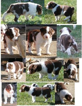 red merle miniature australian shepherd male pup-blue eyes
Ghost Eye Mini Aussies