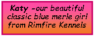 Text Box: Katy -our beautiful classic blue merle girl from Rimfire Kennels