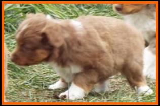 red merle miniature australian shepherd male pup-blue eyes
Ghost Eye Mini Aussies