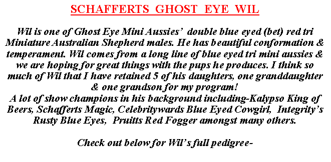 Text Box: SCHAFFERTS  GHOST  EYE  WILWil is one of Ghost Eye Mini Aussies�  double blue eyed (bet) red tri Miniature Australian Shepherd males. He has beautiful conformation & temperament. Wil comes from a long line of blue eyed tri mini aussies & we are hoping for great things with the pups he produces. I think so much of Wil that I have retained 5 of his daughters, one granddaughter & one grandson for my program!A lot of show champions in his background including-Kalypso King of Beers, Schafferts Magic, Celebritywards Blue Eyed Cowgirl,  Integrity�s Rusty Blue Eyes,  Pruitts Red Fogger amongst many others.Check out below for Wil�s full pedigree-