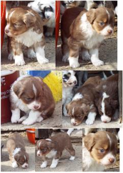 harlequin red merle mini aussie male pup -bandit-2 weeks