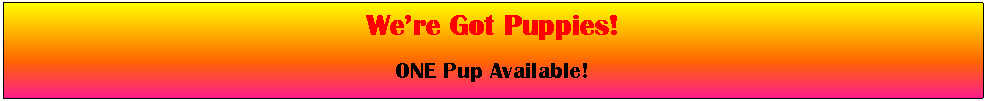 Text Box: We’re Got Puppies!ONE Pup Available!
