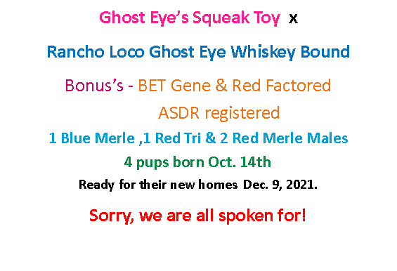 Text Box: Ghost Eye’s Squeak Toy  x  Rancho Loco Ghost Eye Whiskey BoundBonus’s - BET Gene & Red Factored                      	ASDR registered                                                     1 Blue Merle ,1 Red Tri & 2 Red Merle Males                                 4 pups born Oct. 14th                                                        Ready for their new homes  Dec. 9, 2021.                                  Sorry, we are all spoken for!