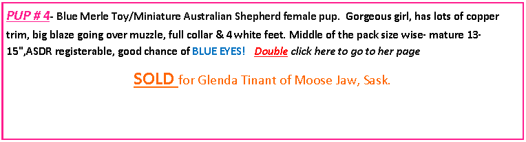 Text Box: PUP # 4- Blue Merle Toy/Miniature Australian Shepherd female pup.  Gorgeous girl, has lots of copper trim, big blaze going over muzzle, full collar & 4 white feet. Middle of the pack size wise- mature 13-15",ASDR registerable, good chance of BLUE EYES!  Double click here to go to her pageSOLD for Glenda Tinant of Moose Jaw, Sask. 