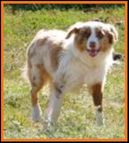 red merle miniature australian shepherd
Fish's Hippy Chic @ Ghost Eye Mini Aussies