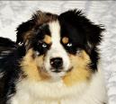 red merle miniature australian shepherd
Fish's Hippy Chic @ Ghost Eye Mini Aussies