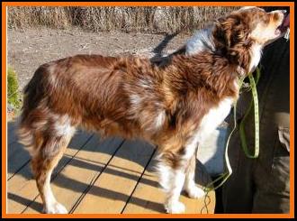 blue eyed red merle mini aussie
Ghost Eye Mini aussies- Tonka's Lil Bit A Pairadice
